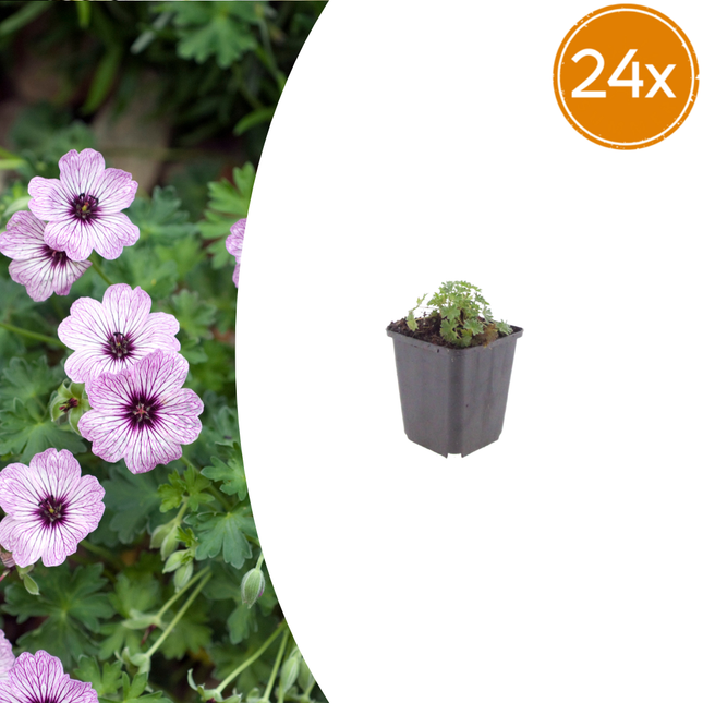 Geranium cinereum 'Ballerina' - Ooievaarsbek - ↕10-25cm - Ø9cm - 24x