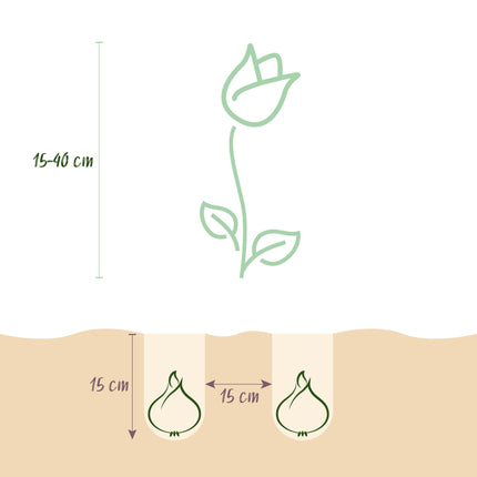 Bulbes de fleurs - Bulbes de Hollande - Couleurs variées - 125 pièces - Emballage cadeau