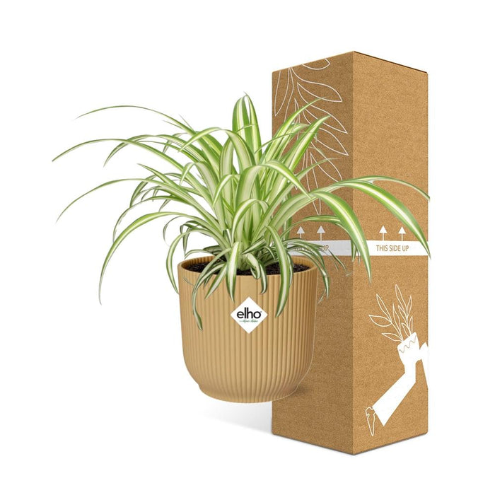 Chlorophytum Comosum Variegatum in elho Vibes Fold Ø14cm geel