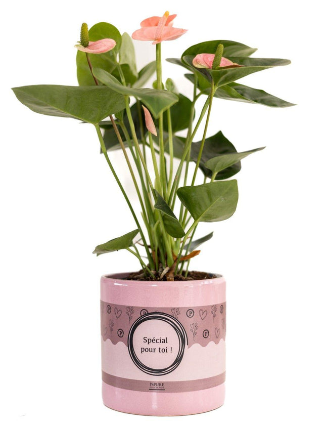 Anthurium Pink (Spirit) en envase P&PURE "SPECIAL POUR TOI" - ↕45cm - Ø12cm