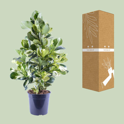 Clusia Rosea White Star - ↕95cm - Ø24cm
