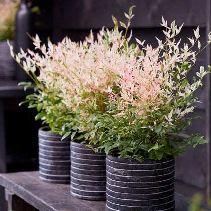 Nandina Twilight – Bunt &amp; Rosa – 2 Pflanzen – Immergrün – Pflegeleicht – Topf 17 cm, Höhe 45 cm