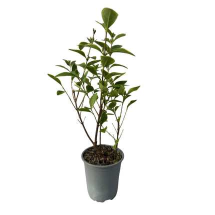 Ligustrum ovalifolium Aureum - feuilles jaune-vert - 8 plants - 1 mètre linéaire - persistant - pot de 9 cm, hauteur 35-40 cm