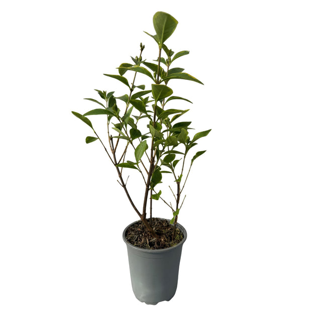 Ligustrum ovalifolium Aureum - blad geel groen - 8 planten - 1 strekkende meter - groenblijvend - pot  9cm hoogte 35-40cm