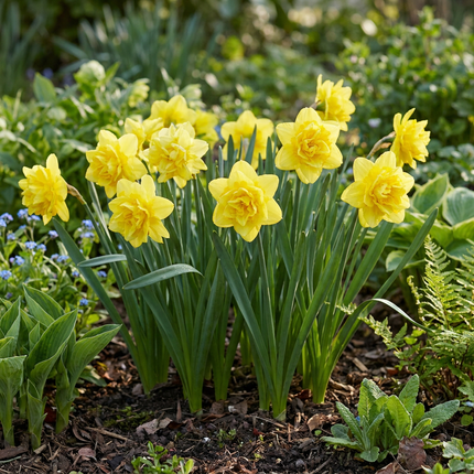 40x Narcissus Golden Ducat - Bloembollen - Gevulde gele narcis - Geel - Voorjaarsbloeier - Bolmaat 12/14