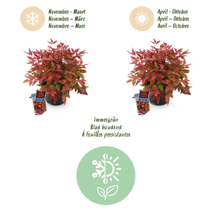 Nandina Blush Pink - Donker Roze - 1 Plant - Groenblijvend - Weinig Onderhoud - Pot 17cm Hoogte 40cm