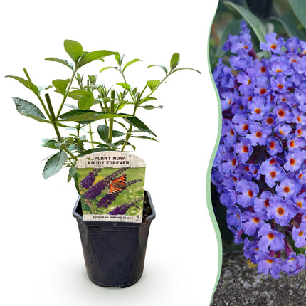 Schmetterlingsstrauch (Buddleja davidii 'Empire Blue') – Blaue Blüte – 1 Pflanze – Laubabwerfend – Schmetterlingsfreundlich – Höhe 25 cm – Durchmesser 17 cm