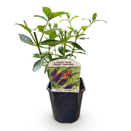 Schmetterlingsstrauch (Buddleja davidii 'Empire Blue') – Blaue Blüte – 1 Pflanze – Laubabwerfend – Schmetterlingsfreundlich – Höhe 25 cm – Durchmesser 17 cm