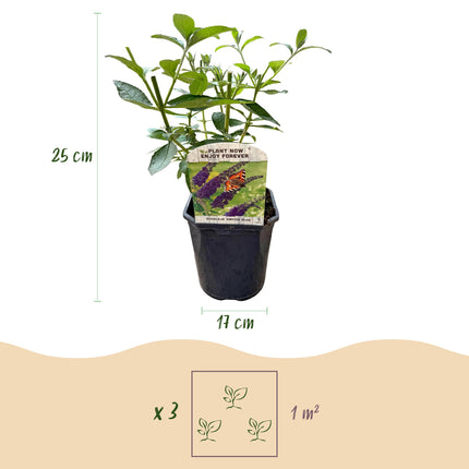 Schmetterlingsstrauch (Buddleja davidii 'Empire Blue') – Blaue Blüte – 1 Pflanze – Laubabwerfend – Schmetterlingsfreundlich – Höhe 25 cm – Durchmesser 17 cm