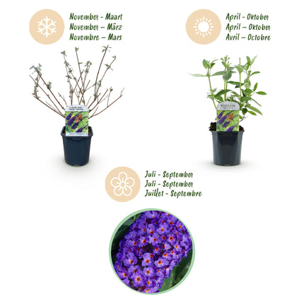 Schmetterlingsstrauch (Buddleja davidii 'Empire Blue') – Blaue Blüte – 1 Pflanze – Laubabwerfend – Schmetterlingsfreundlich – Höhe 25 cm – Durchmesser 17 cm