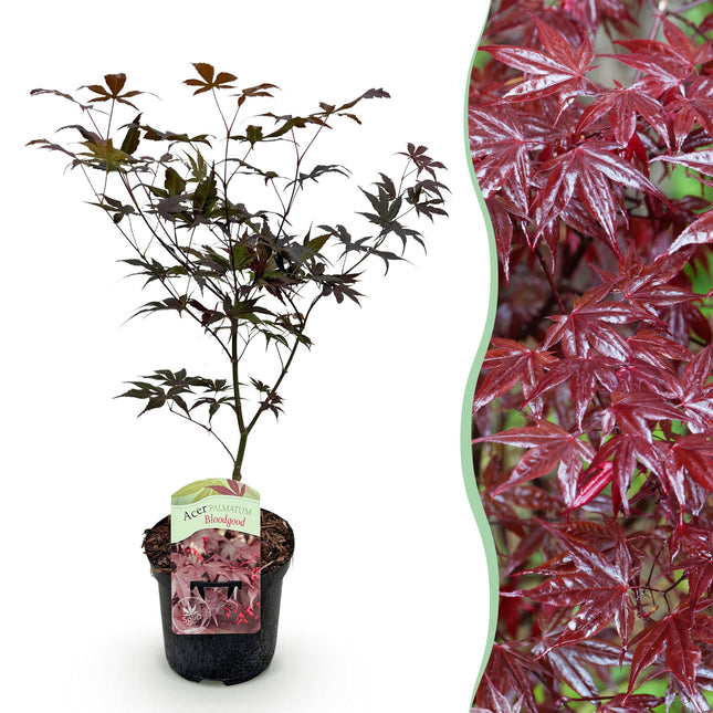 Japanse Esdoorn - Acer palmatum Sangokaku - Groen - ↕70cm - Ø19cm