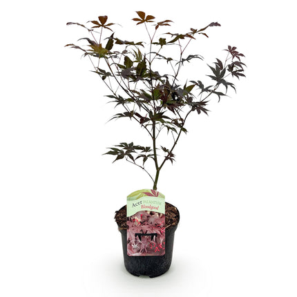 Japanese Maple - Acer palmatum Sangokaku - Green - ↕70cm - Ø19cm