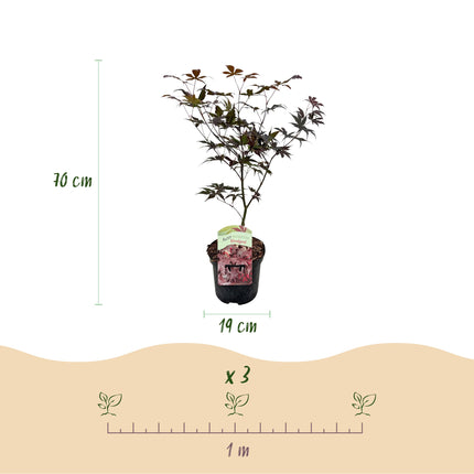 Japanese Maple - Acer palmatum Sangokaku - Green - ↕70cm - Ø19cm