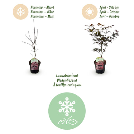 Japanese Maple - Acer palmatum Sangokaku - Green - ↕70cm - Ø19cm