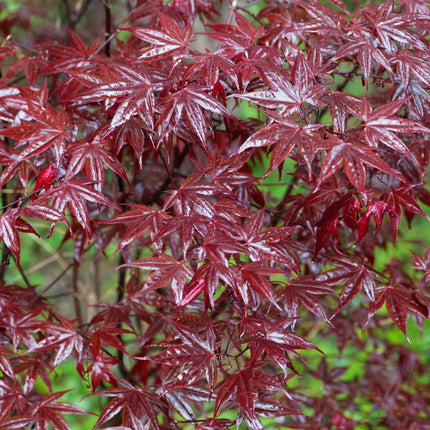 Japanese Maple - Acer palmatum Sangokaku - Green - ↕70cm - Ø19cm