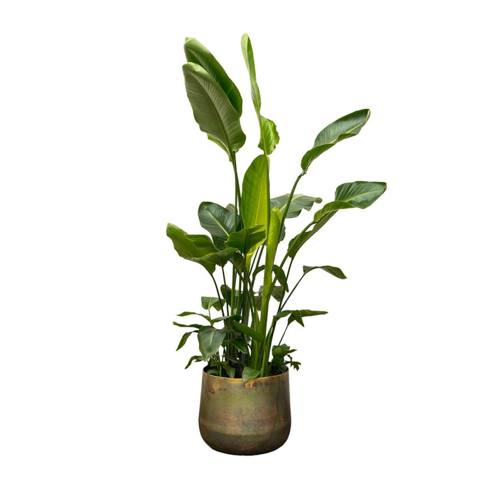 Strelitzia Nicolai de luxe XXL - ↕250cm - Ø40cm