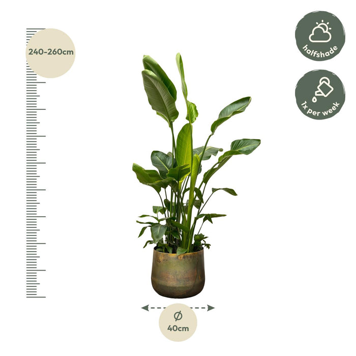 Strelitzia Nicolai de luxe XXL - ↕250cm - Ø40cm