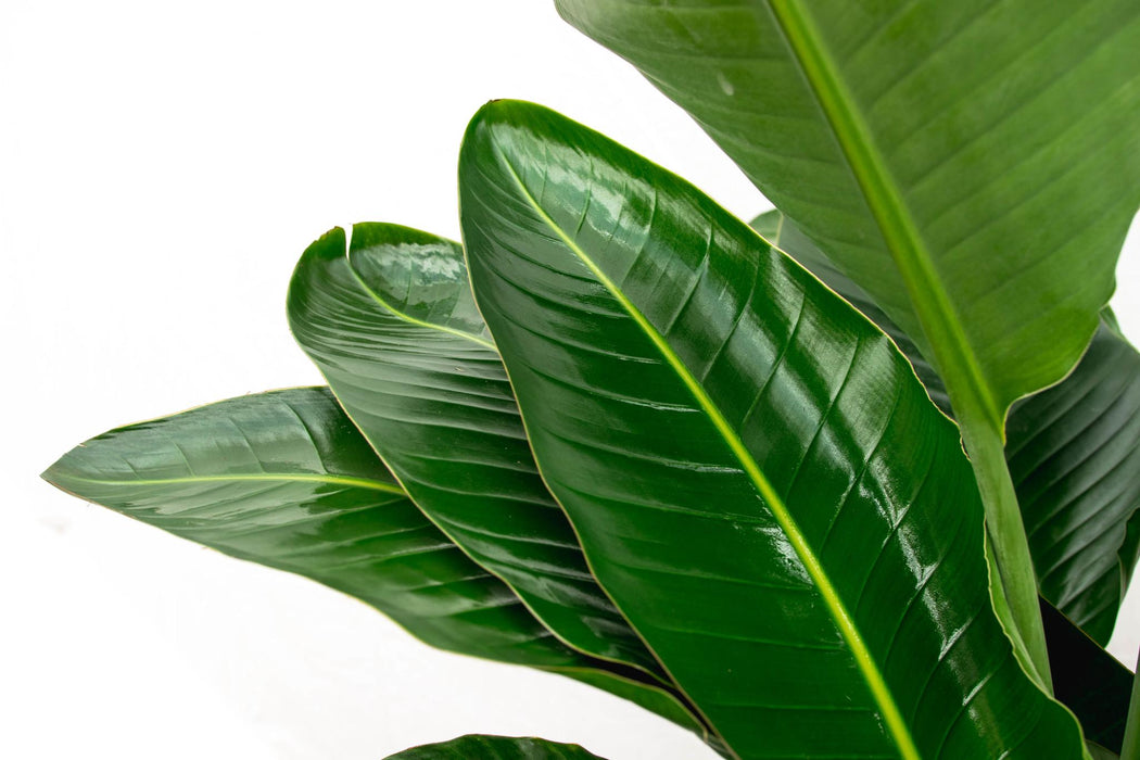 Strelitzia Nicolai de luxe XXL - ↕250cm - Ø40cm