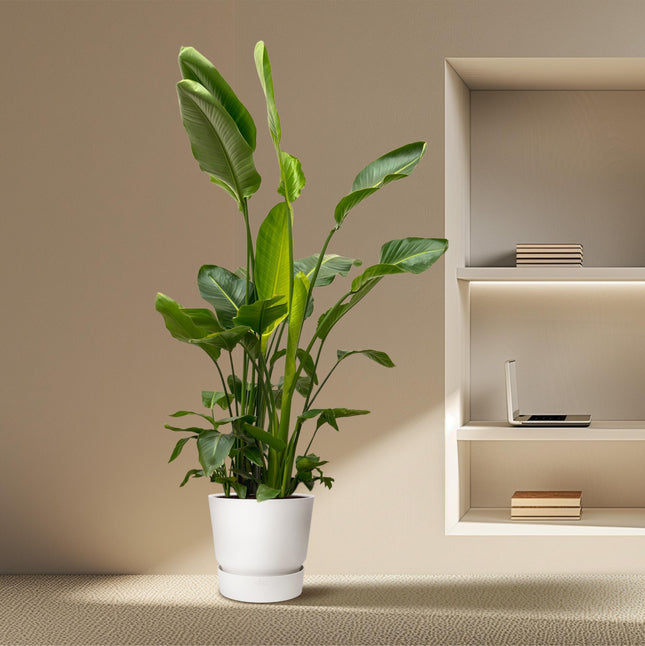 Strelitzia Nicolai de luxe XXL - ↕250cm - Ø40cm