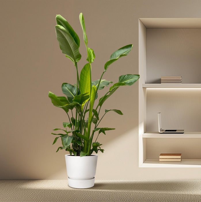 Strelitzia Nicolai de luxe XXL - ↕250cm - Ø40cm