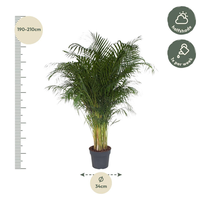 Areca Palm (Dypsis Lutescens) - Goudpalm - ↕200cm - Ø34cm