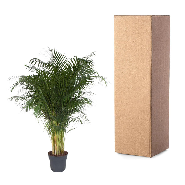 Areca Palm (Dypsis Lutescens) - Goudpalm - ↕200cm - Ø34cm
