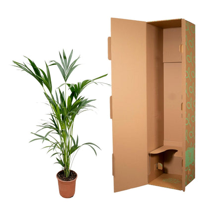 Kentia palm - ↕160cm - Ø24cm