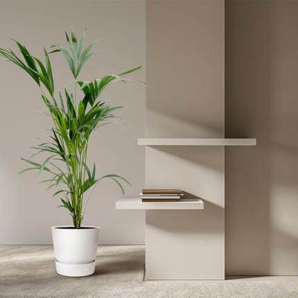 Kentia palm - ↕160cm - Ø24cm