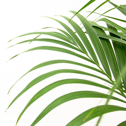 Kentia palm - ↕160cm - Ø24cm