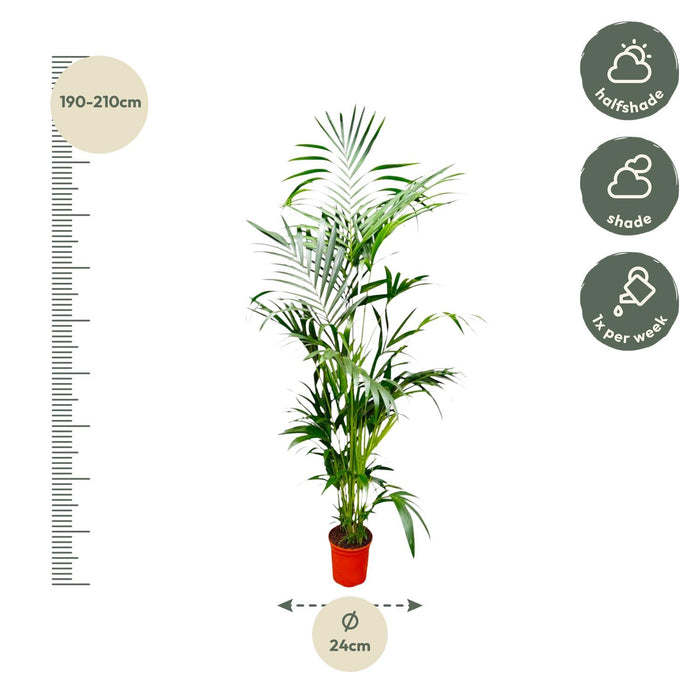 Kentia Palm - ↕200cm - Ø27cm - Howea