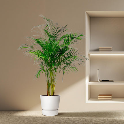 Palmera Areca (Dypsis Lutescens) - Palmera Dorada - ↕160 cm - Ø27 cm