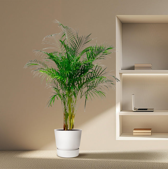 Palmera Areca (Dypsis Lutescens) - Palmera Dorada - ↕160 cm - Ø27 cm