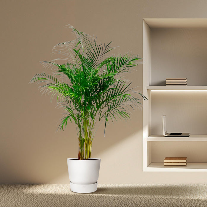 Areca Palm (Dypsis Lutescens) - Goudpalm - ↕180 cm - Ø24cm