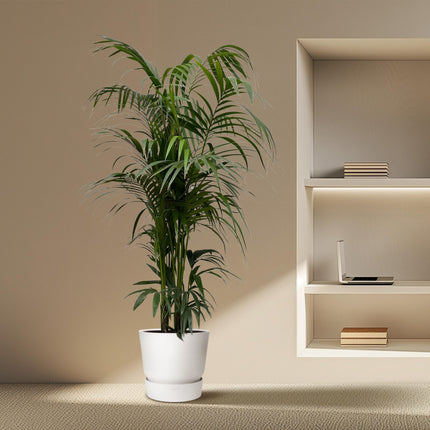 Kentia palm - ↕220cm - Ø38cm - Howea