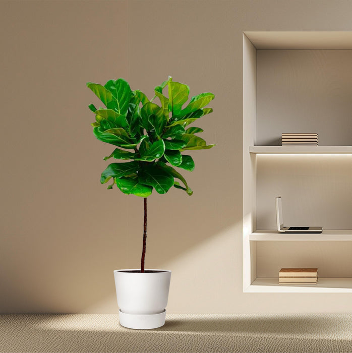 Ficus Lyrata stam - ↕130 cm - Ø24cm
