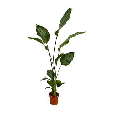 Strelitzia Nicolai - Paradisfugleplante - ↕130cm - Ø17cm - 2x