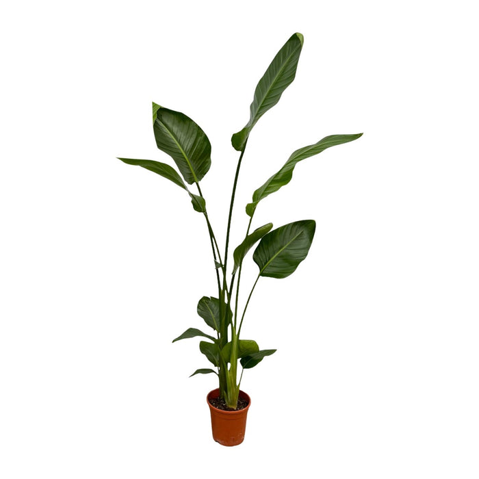 Strelitzia Nicolai - Paradijsvogelplant  - ↕130cm - Ø17cm - 2x