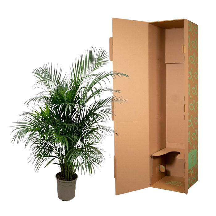 Areca Palm (Dypsis Lutescens) - Goudpalm - ↕160cm - Ø24cm