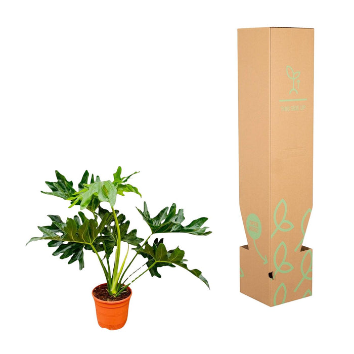 Philodendron Selloum - ↕60cm - Ø22cm