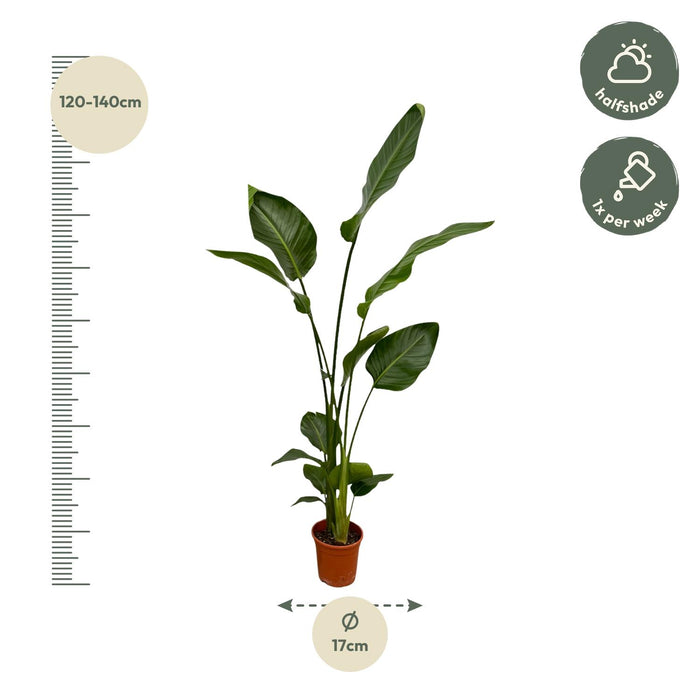 Strelitzia Nicolai - Paradijsvogelplant  - ↕130cm - Ø17cm - 2x