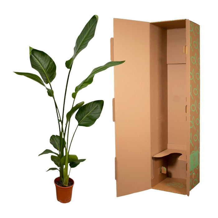 Strelitzia Nicolai - Paradijsvogelplant  - ↕130cm - Ø17cm - 2x