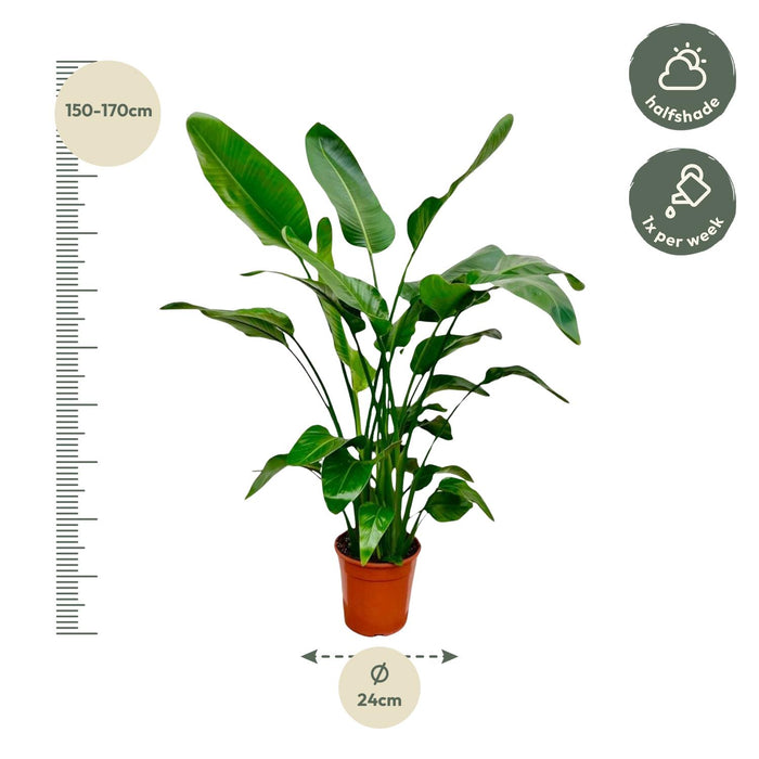 Strelitzia Nicolai - Paradijsvogelplant - ↕160cm - Ø24cm