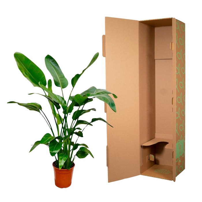 Strelitzia Nicolai - Paradijsvogelplant - ↕160cm - Ø24cm