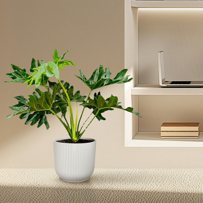 Philodendron Selloum - ↕60cm - Ø22cm