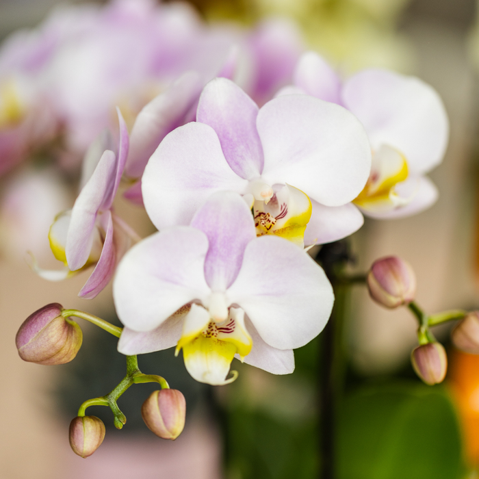 Roze phalaenopsis orchidee - Portugal - Ø9cm | bloeiende kamerplant