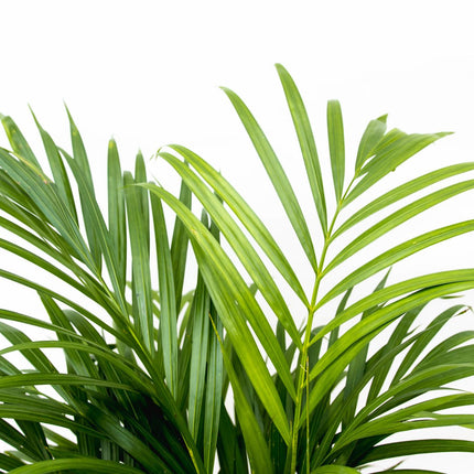 Palmera Areca (Dypsis Lutescens) - Palmera Dorada - ↕140cm - Ø21-24cm