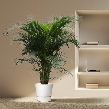 Areca-Palme (Dypsis lutescens) – Goldpalme – ↕230 cm – Ø40 cm