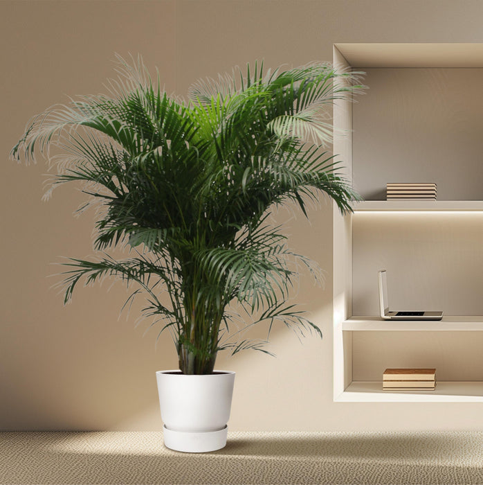 Areca Palm (Dypsis Lutescens) - Goudpalm - ↕230 cm - Ø40cm