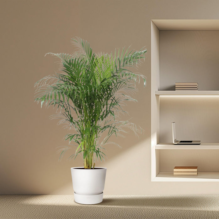 Areca Palm (Dypsis Lutescens) - Goudpalm - ↕160 cm - Ø30cm