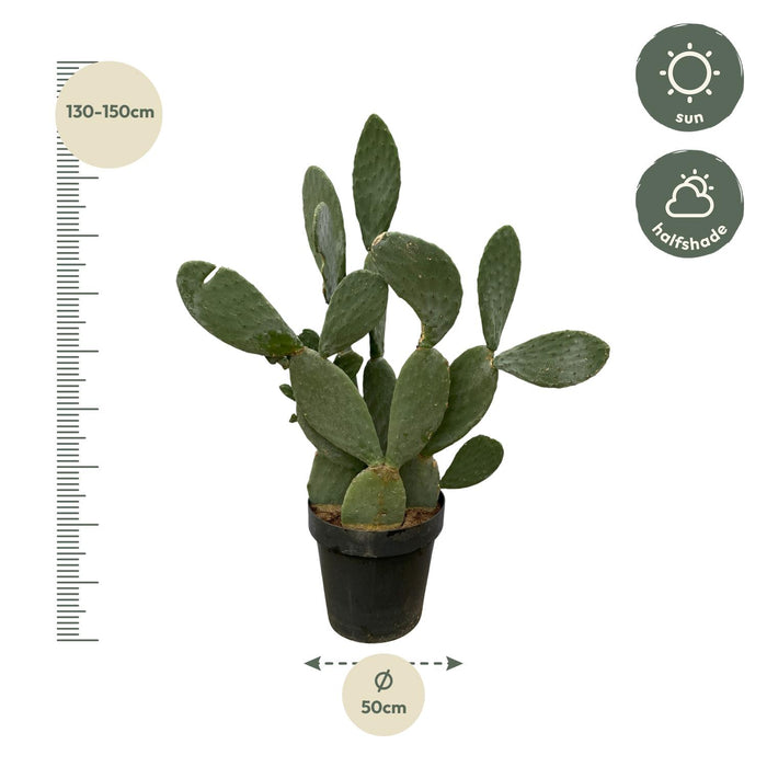 Opuntia Ficus Indica - ↕140cm - Ø50cm
